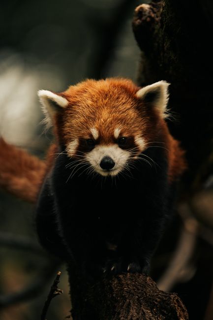 Fotomural Panda rojo posado en una ramita en su hábitat natural del bosque.