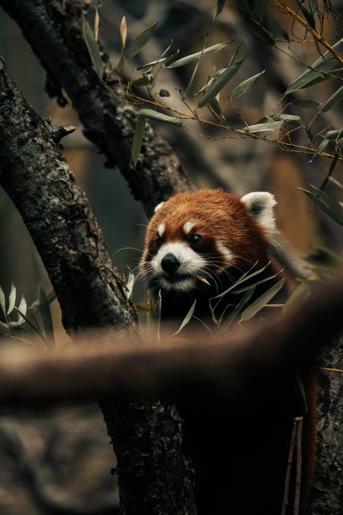 Free A red panda sits among tree branches, blending into the forest environment. Stock Photo