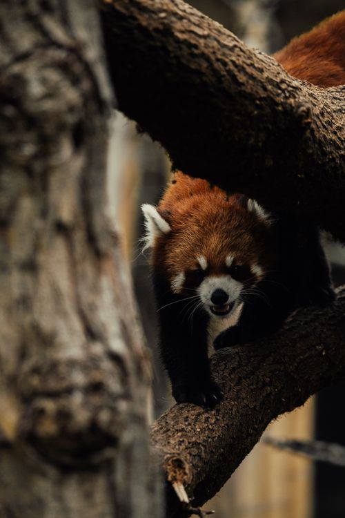 Free Captivating image of a red panda navigating tree branches, showcasing its natural agility. Stock Photo