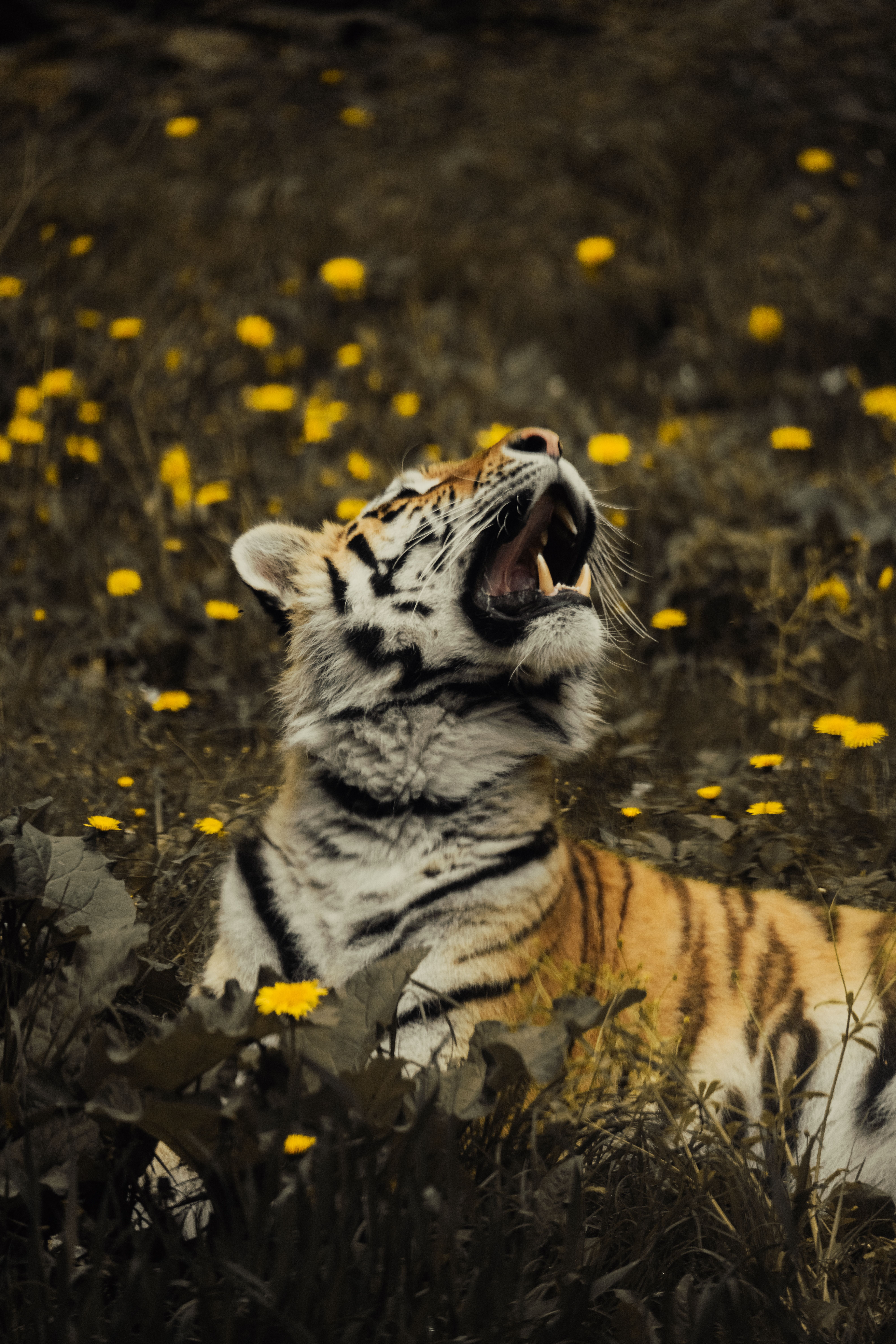 A majestic Bengal tiger lounges in a field dotted with yellow wildflowers, gazing upwards.