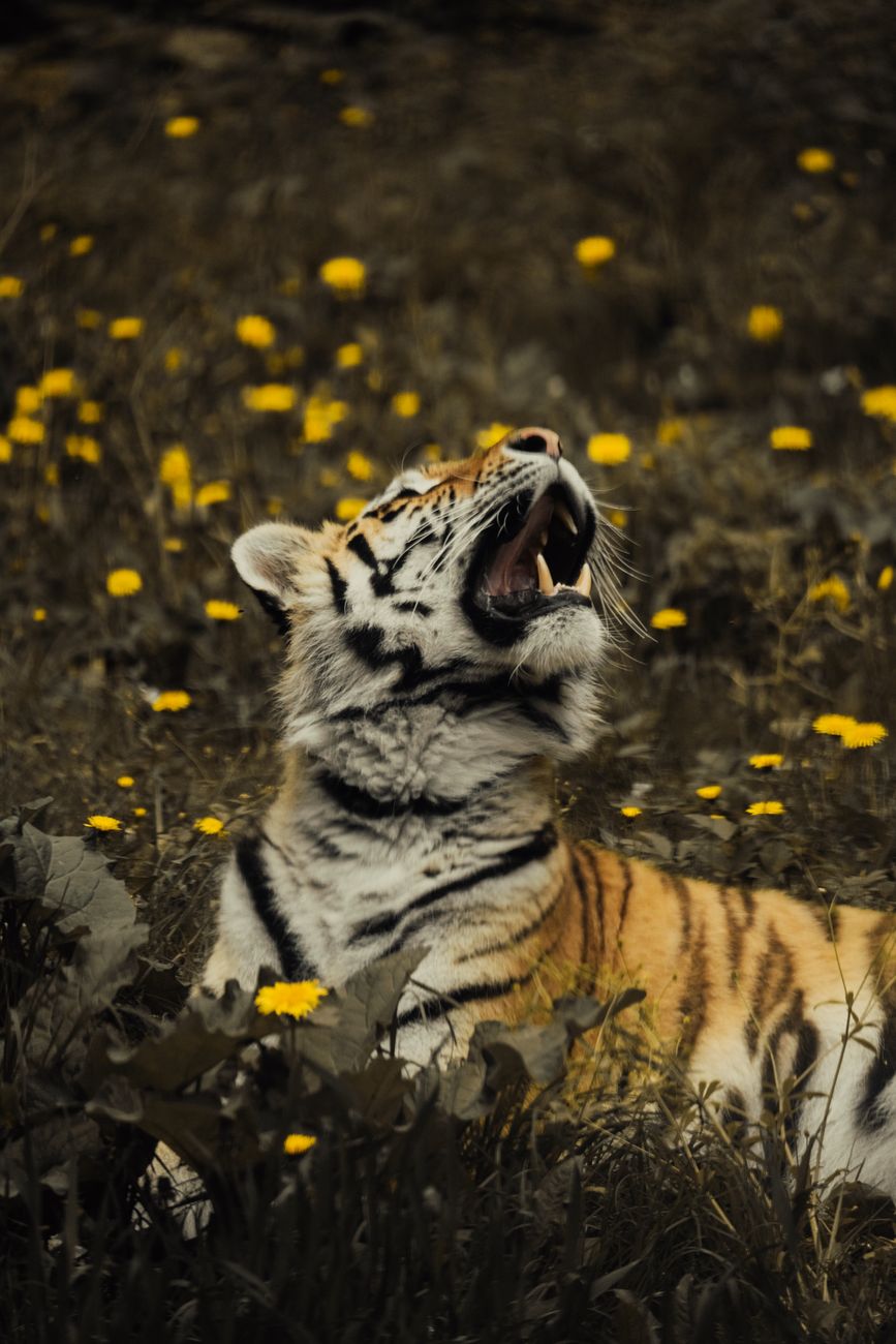 A majestic Bengal tiger lounges in a field dotted with yellow wildflowers, gazing upwards.