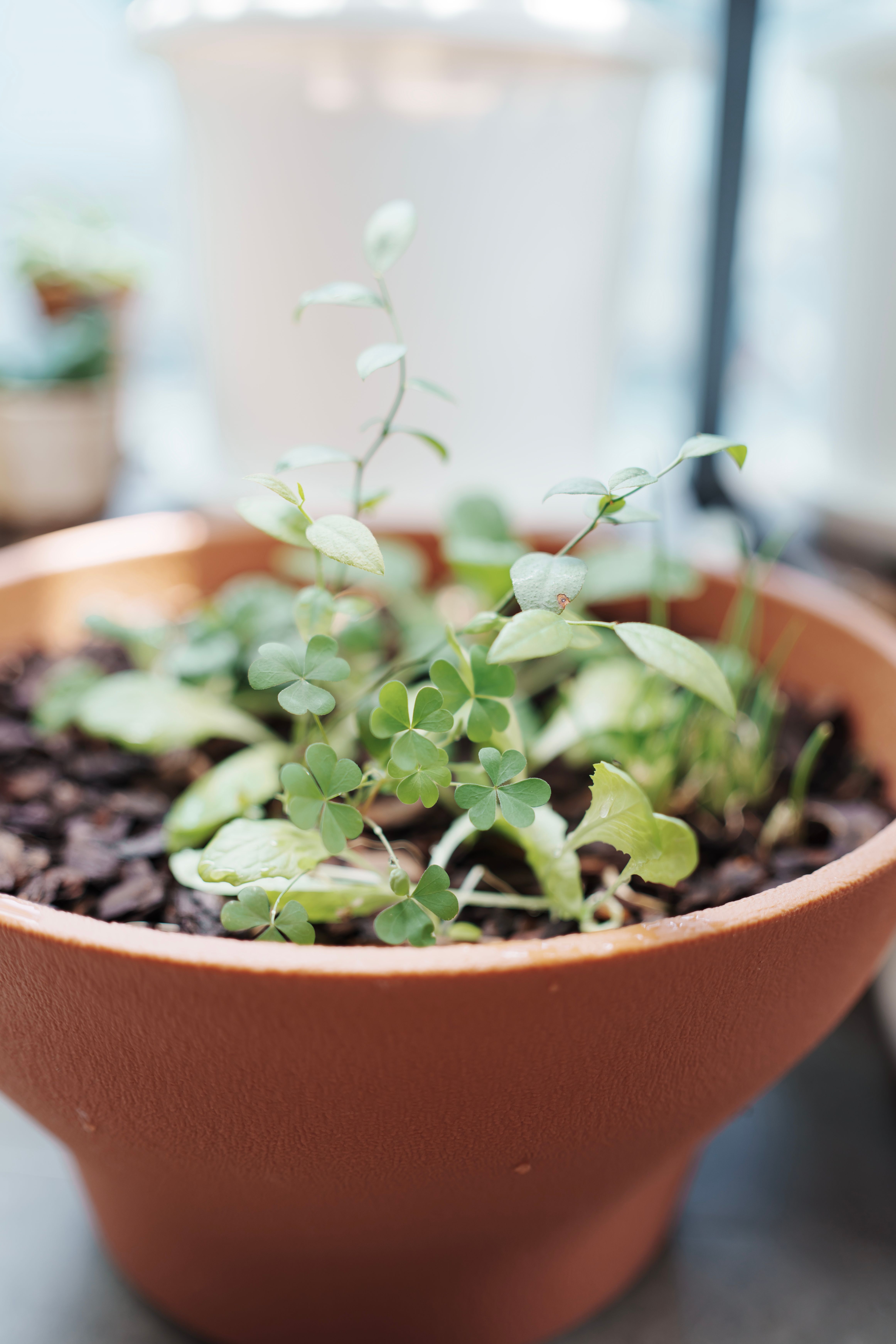 Close-up of Green Plants in a Terracotta Pot · Free Stock Photo