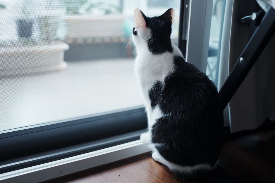 白黒の猫が、昼間、室内で静かに窓の外を眺めている。