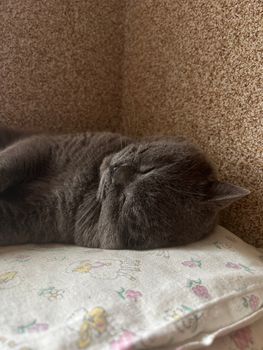 A peaceful British Shorthair cat sleeping on a pillow indoors, with cozy decor.