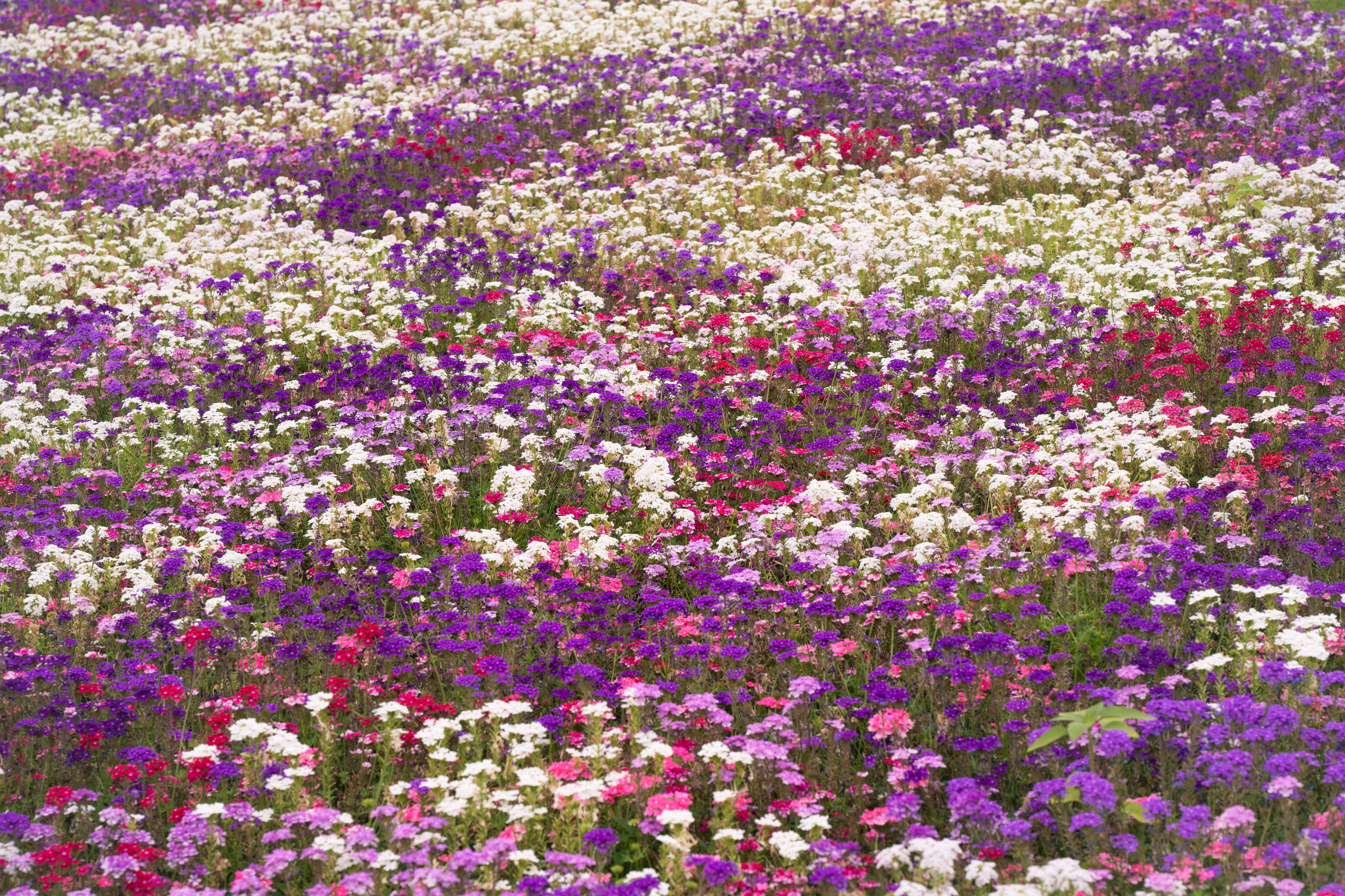 Cómo diseñar un jardín de flores silvestres: técnicas y consejos