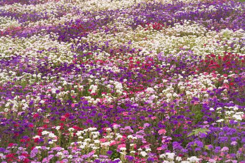 Free A breathtaking view of a vast field filled with colorful wildflowers in full bloom, showcasing nature's beauty. Stock Photo