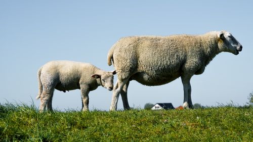 Free A serene pastoral scene of sheep grazing on a lush green pasture in Hamburg, Germany. Stock Photo