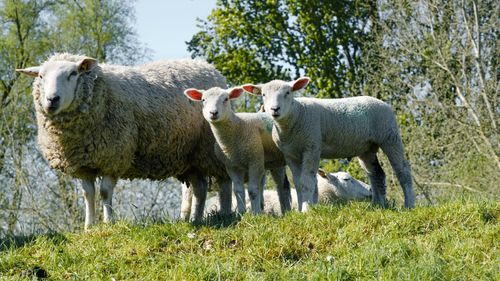 Free A serene scene of sheep and lambs grazing on a sunny day in Hamburg, showcasing nature's tranquility. Stock Photo