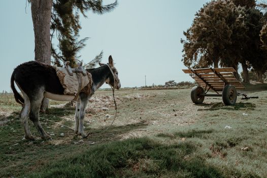 A donkey and cart in the rural landscape of Pacasmayo, Peru, showcasing traditional farming.