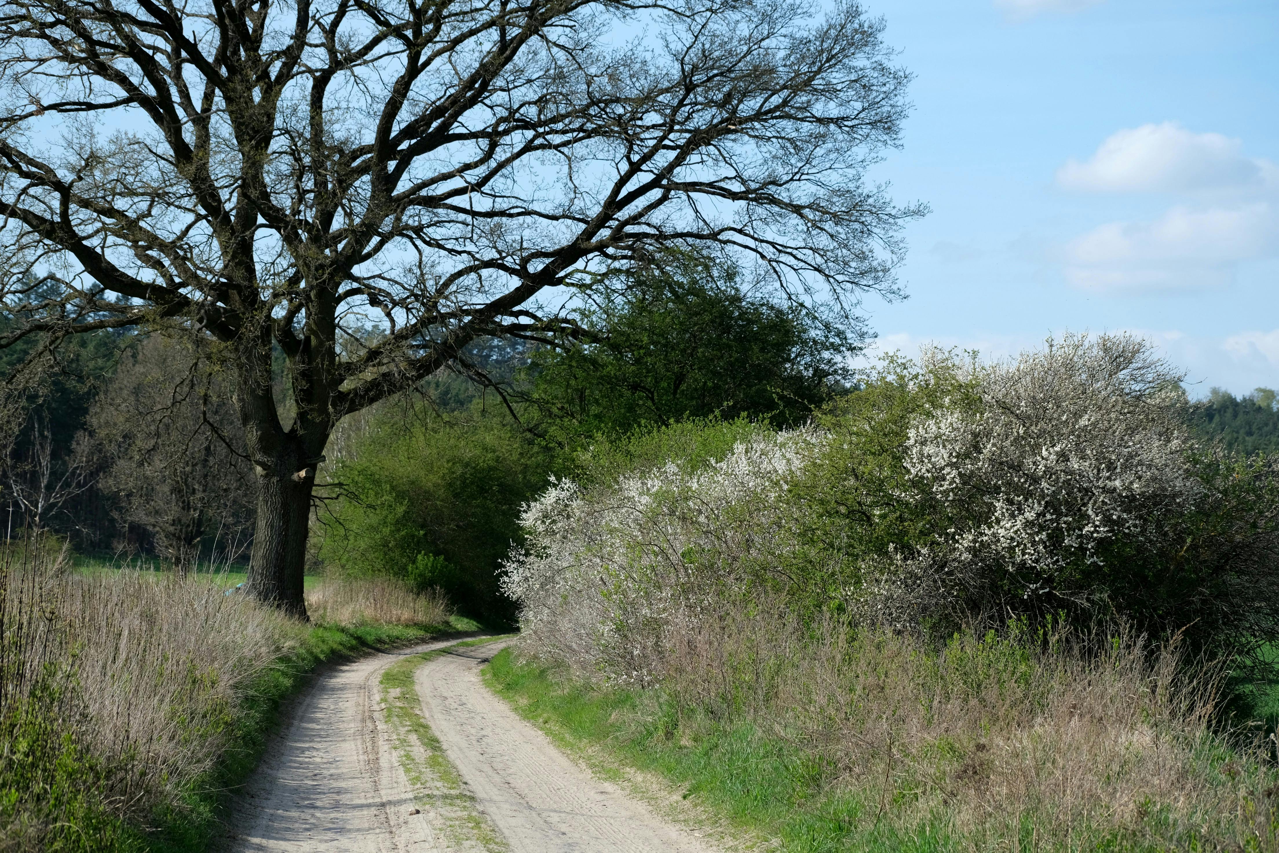 Catalog național va proteja arborii din București, în 2023