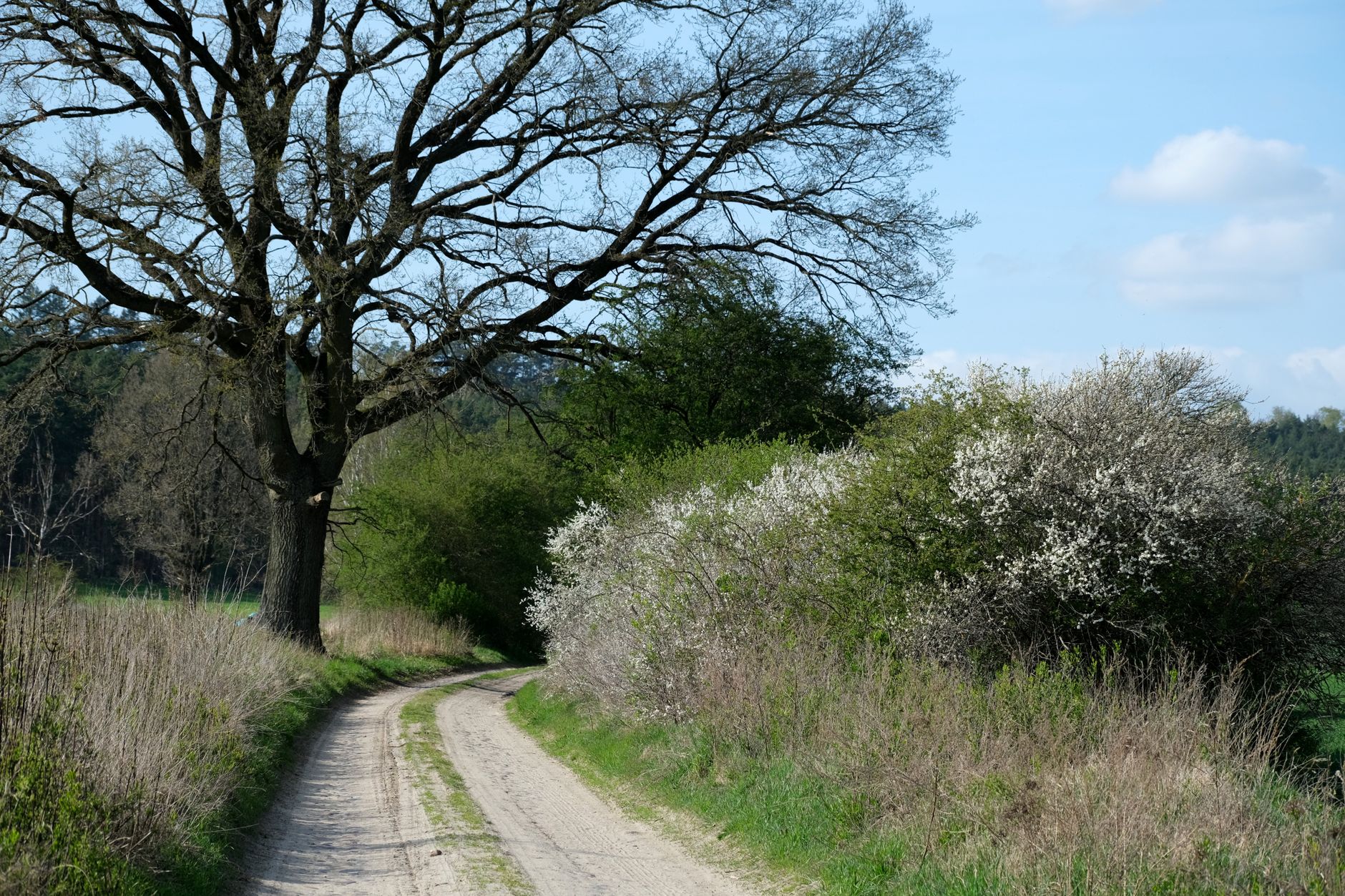 Catalog național va proteja arborii din București, în 2023