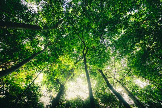 A vibrant view looking up at tall trees in Nam Cát Tiên, showcasing dense green foliage and natural light.