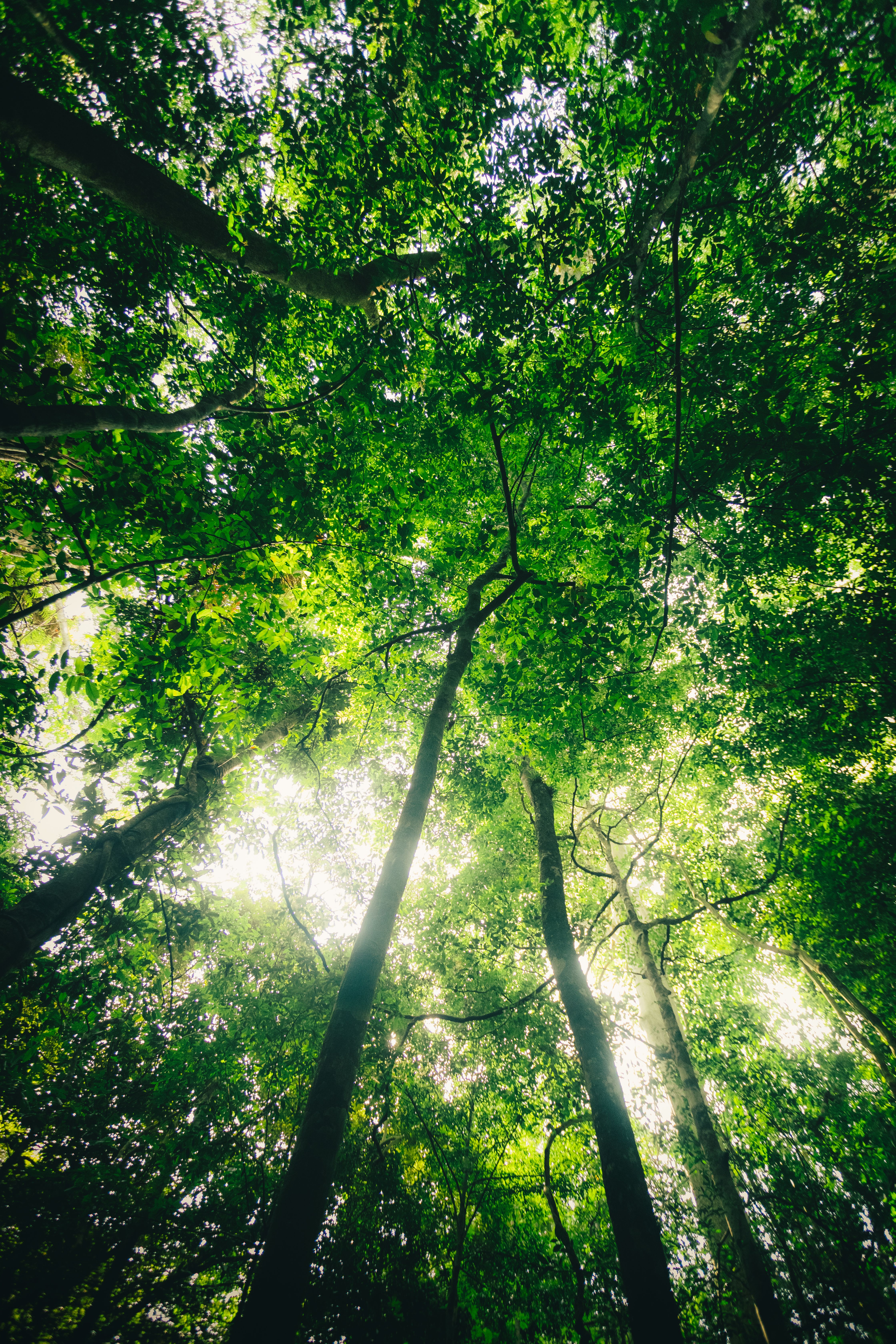 Fotomural La luz del sol filtrándose a través del denso dosel verde en el Parque Nacional Nam Cát Tiên, Vietnam.