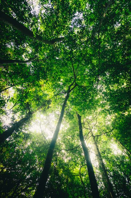Fotomural La luz del sol filtrándose a través del denso dosel verde en el Parque Nacional Nam Cát Tiên, Vietnam.