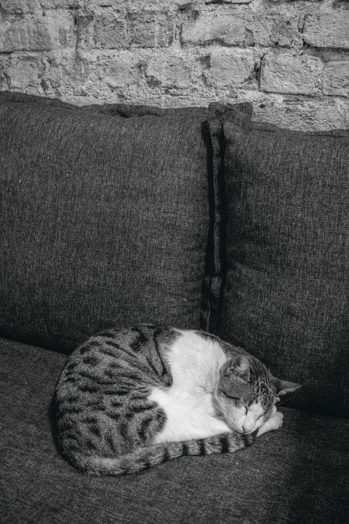 Free A peaceful cat sleeps curled up on a sofa against a brick wall in a black and white photo. Stock Photo