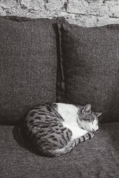A serene black and white photo of a cat peacefully sleeping on a grey sofa.