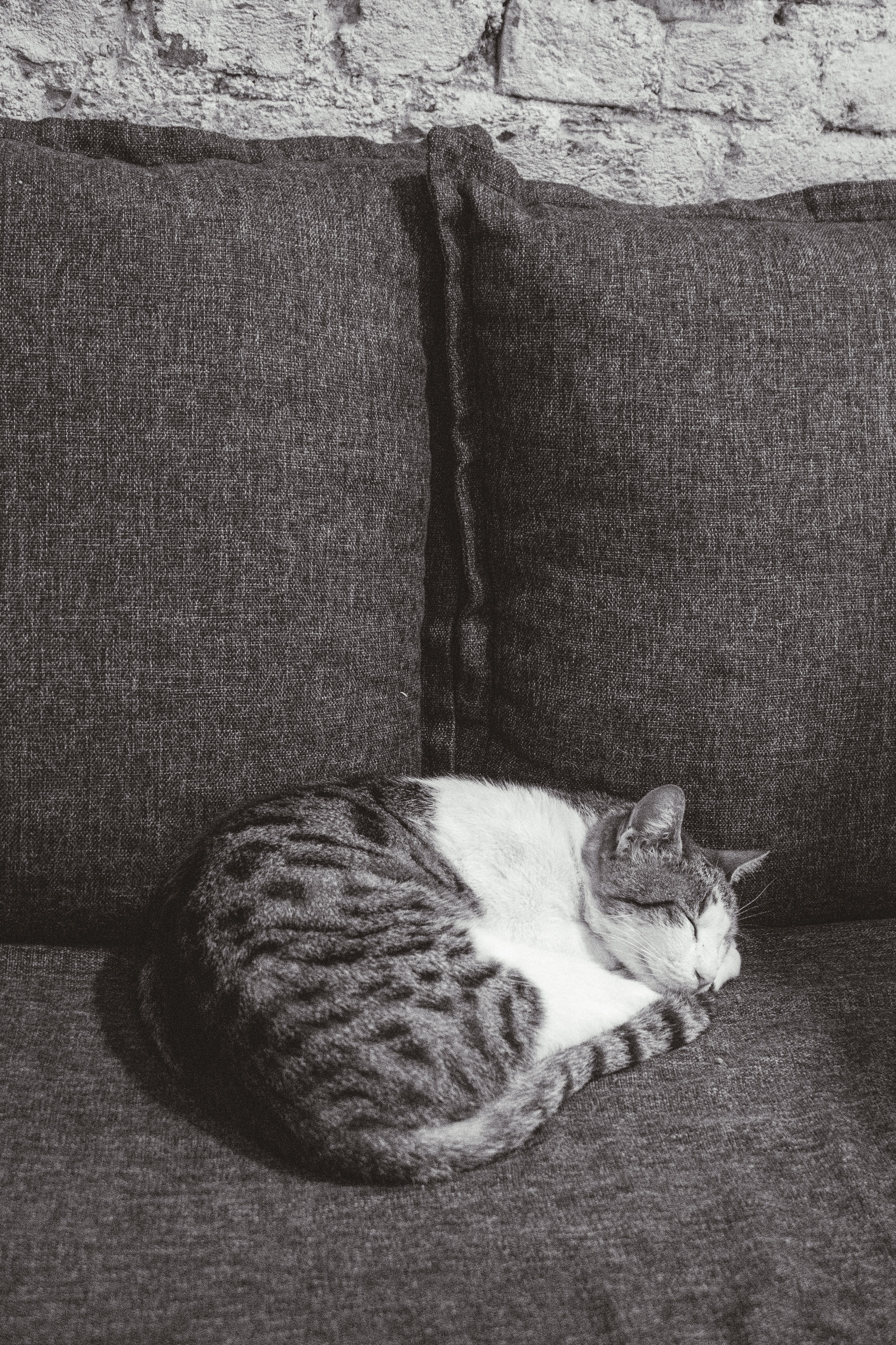 Free A serene black and white photo of a cat peacefully sleeping on a grey sofa. Stock Photo