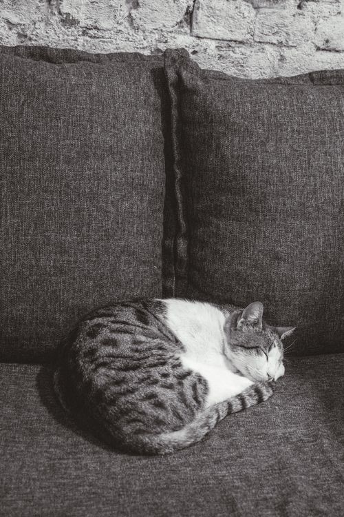 Free A serene black and white photo of a cat peacefully sleeping on a grey sofa. Stock Photo