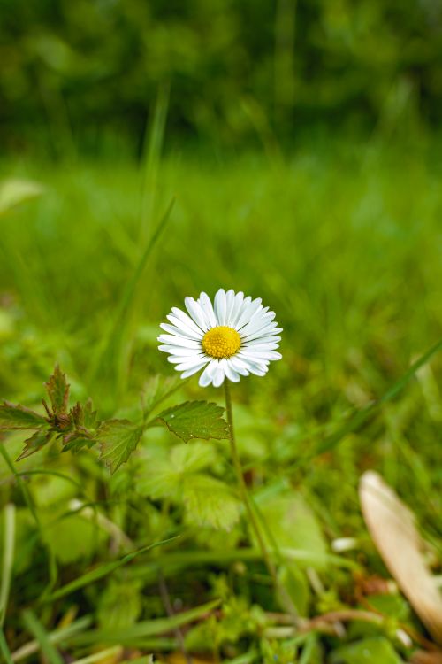 Free A single daisy blooming in lush green grass, symbolizing fresh spring beauty. Stock Photo