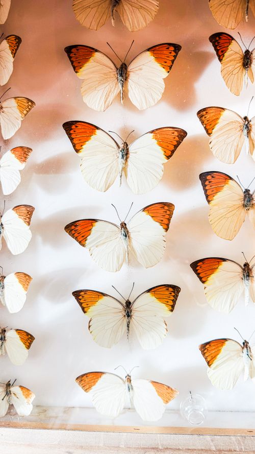 Free Showcasing a stunning arrangement of orange-tip butterflies in a bright display. Stock Photo