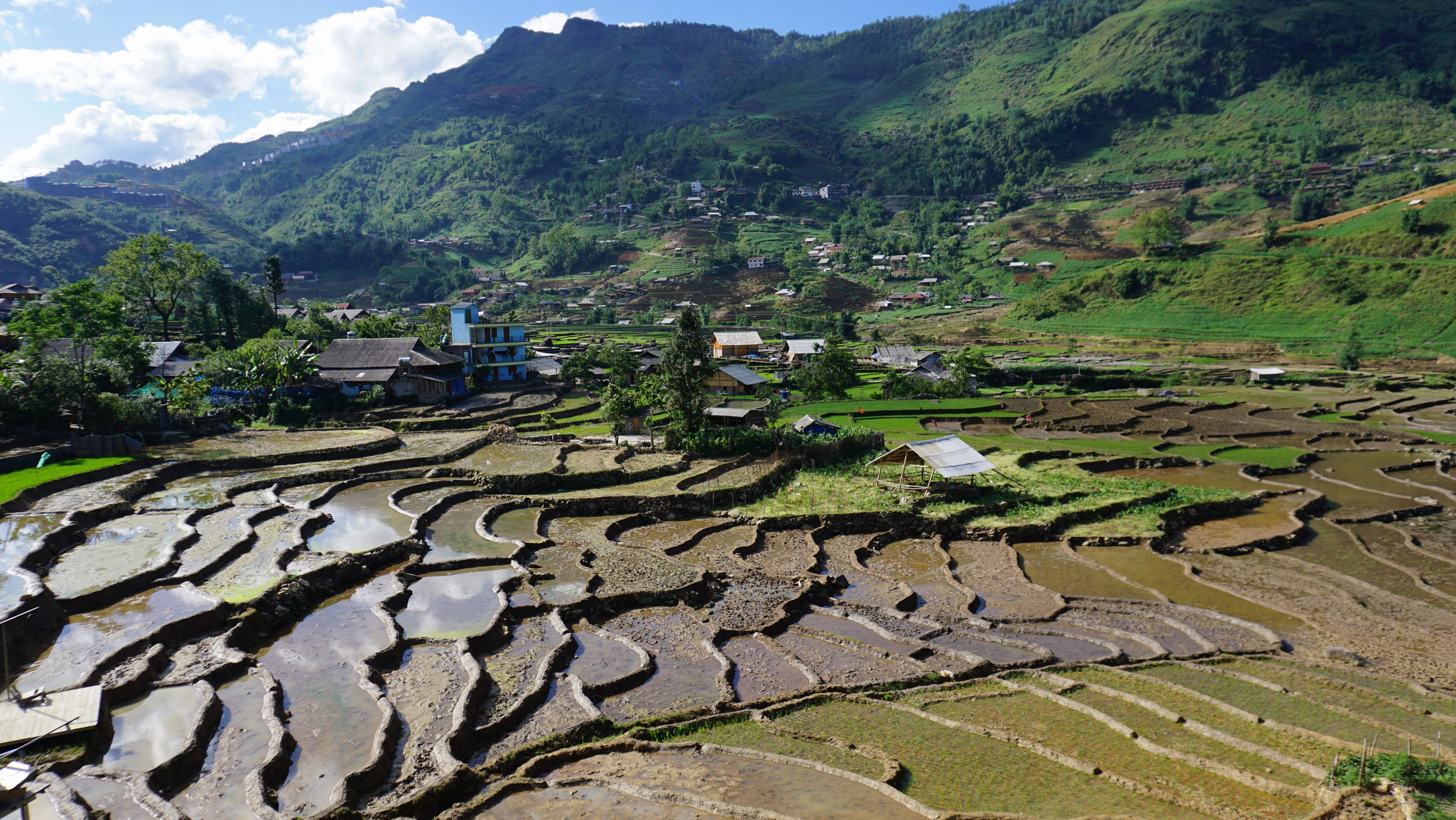 Arrozales en terraza de Sapa en el norte de Vietnam