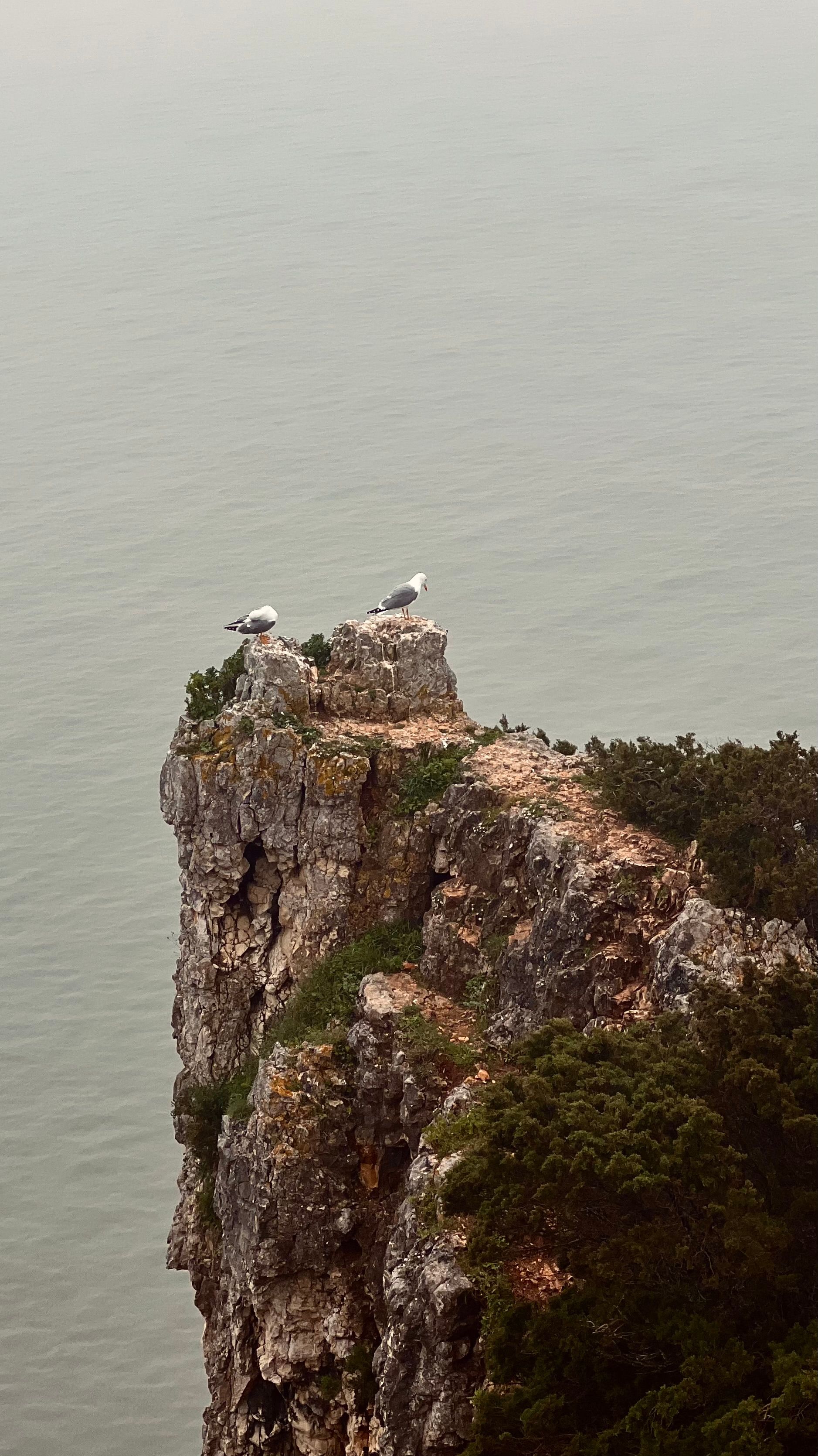 Seagulls Perched on Cliffs in Nazaré, Portugal · Free Stock Photo