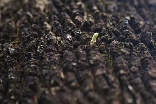 Detailed macro shot highlighting fresh growth emerging from rugged tree bark.