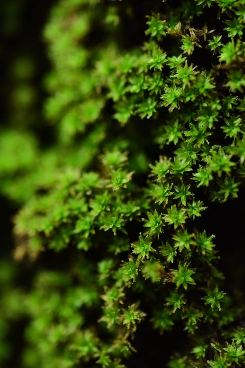 Free Detailed macro shot of vibrant green moss showcasing intricate patterns and texture. Stock Photo