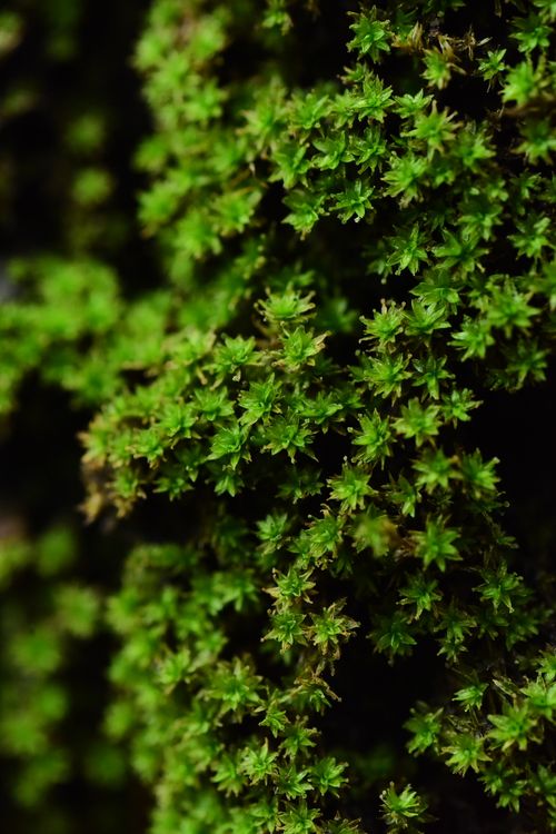 Free Detailed macro shot of vibrant green moss showcasing rich texture and natural patterns. Stock Photo