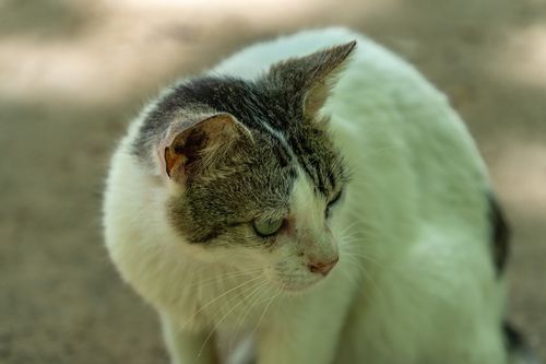 Free A curious cat looking to the side in Comunidad Valenciana, Spain. Natural and peaceful setting. Stock Photo