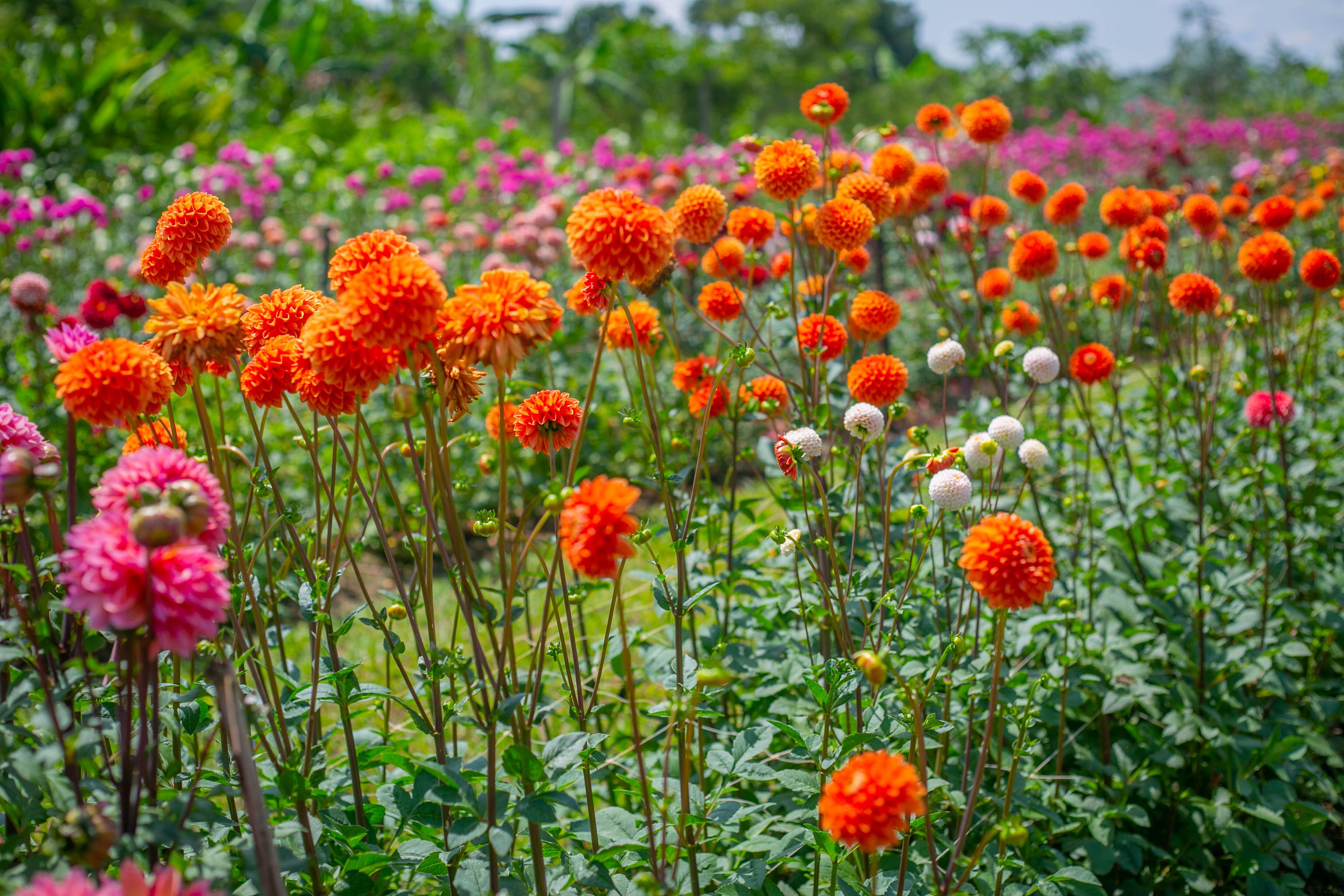 Beautiful garden landscape with vibrant flowers and greenery