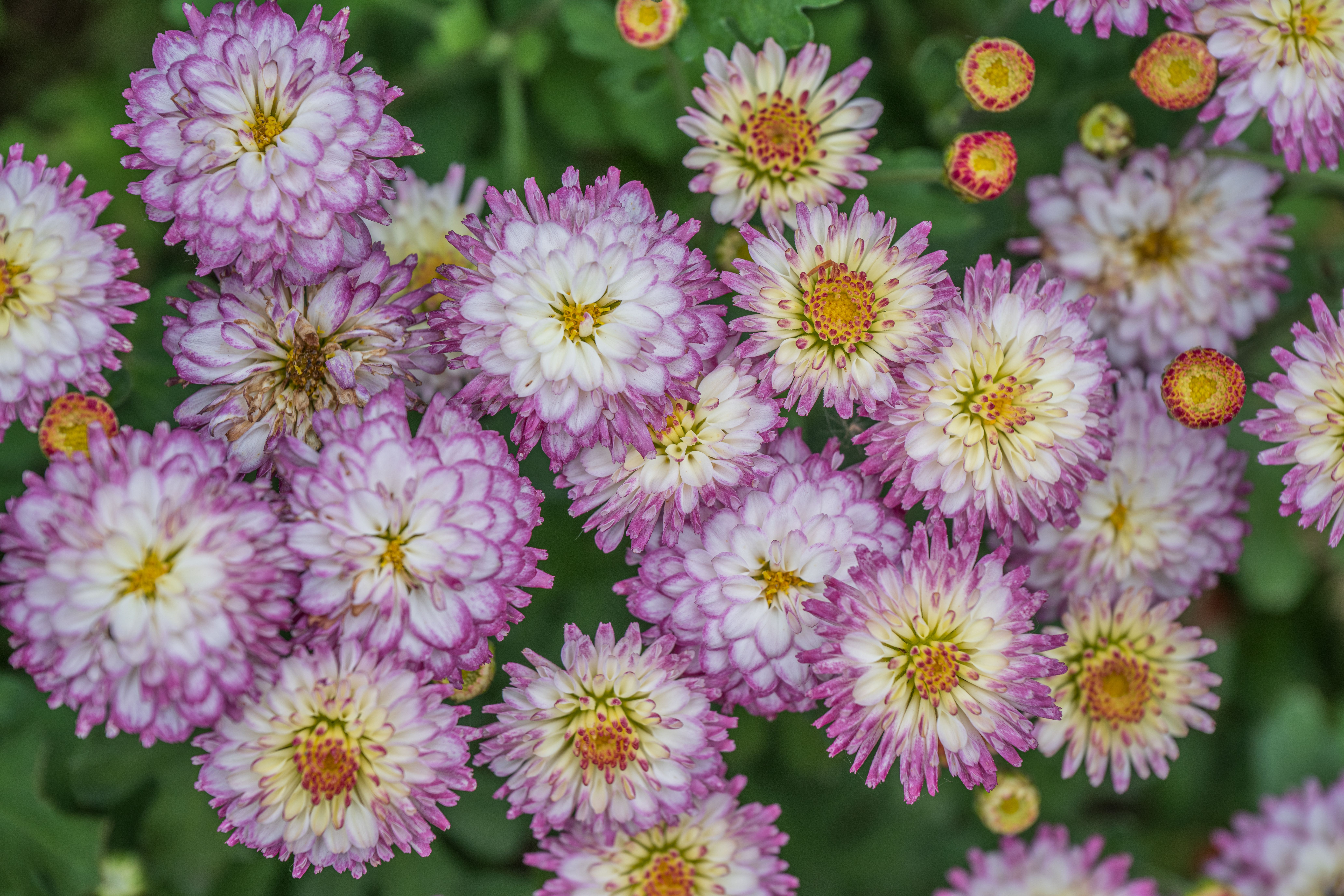 [ColoSach]-vibrant-purple-chrysanthemums-showcase-their-full-bloom-in-a-detailed-close-up,-revealing-intricate-petal-structures.