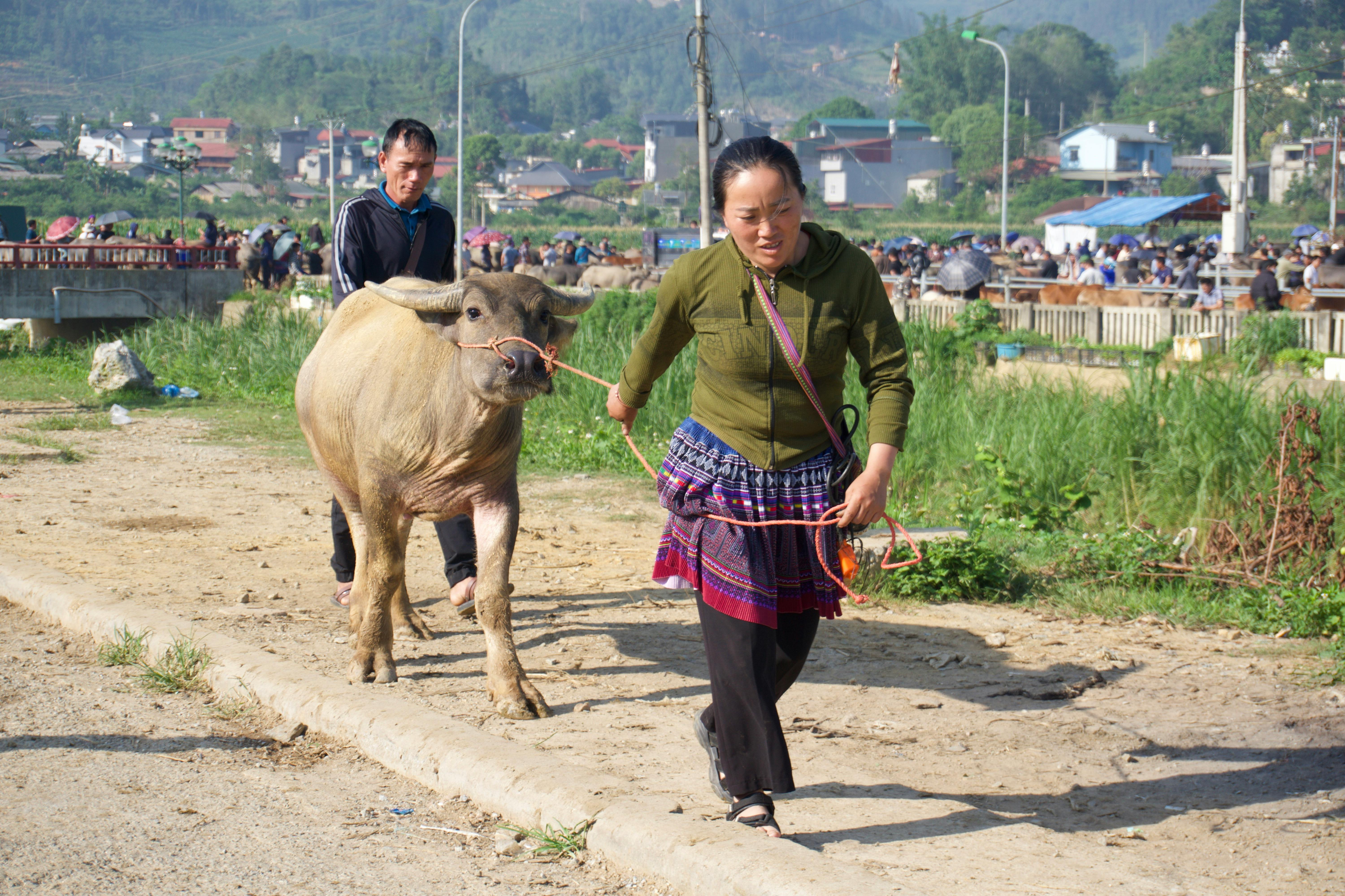 A vibrant scene of local life at Bac Ha livestock market in northern Vietnam.