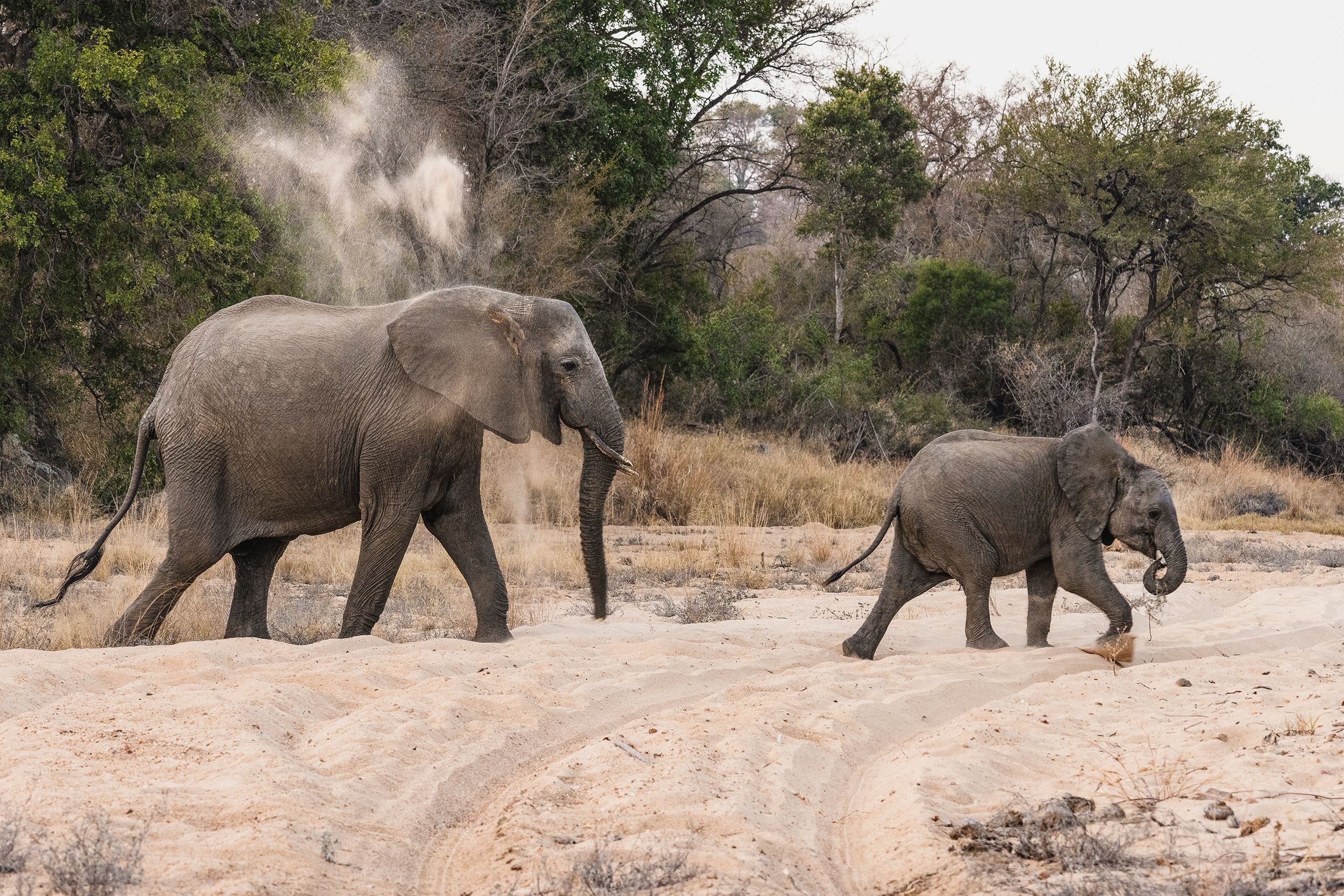 A herd of African elephants walking in the dry landscape of South Africa, with trees in the background.