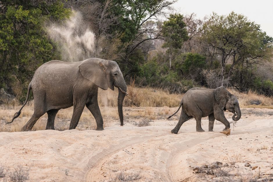 A herd of African elephants walking in the dry landscape of South Africa, with trees in the background.