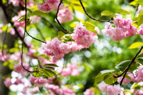 Free Close-up of pink cherry blossoms against green spring foliage. Stock Photo