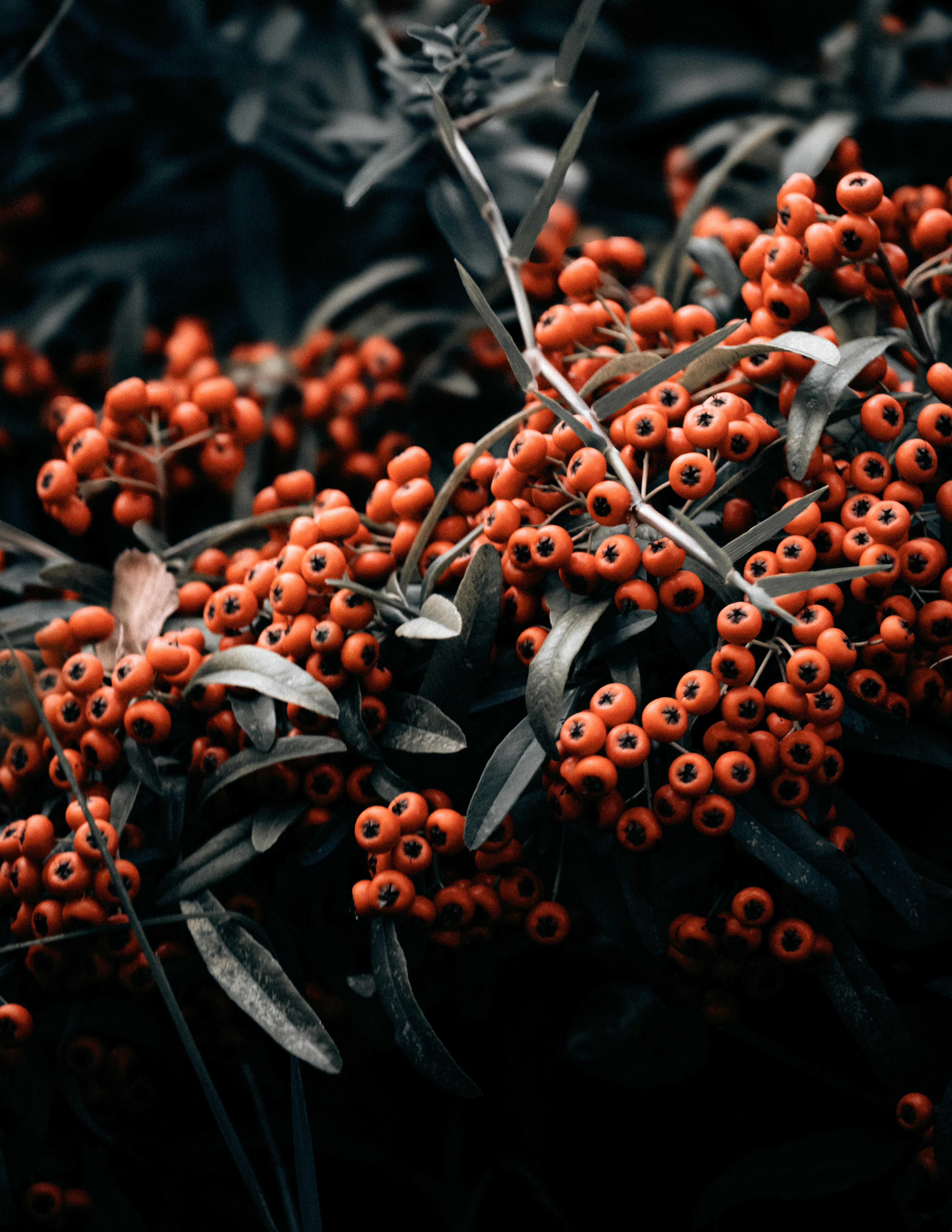 Clusters of vivid orange berries set against dark green leaves, creating a striking contrast.