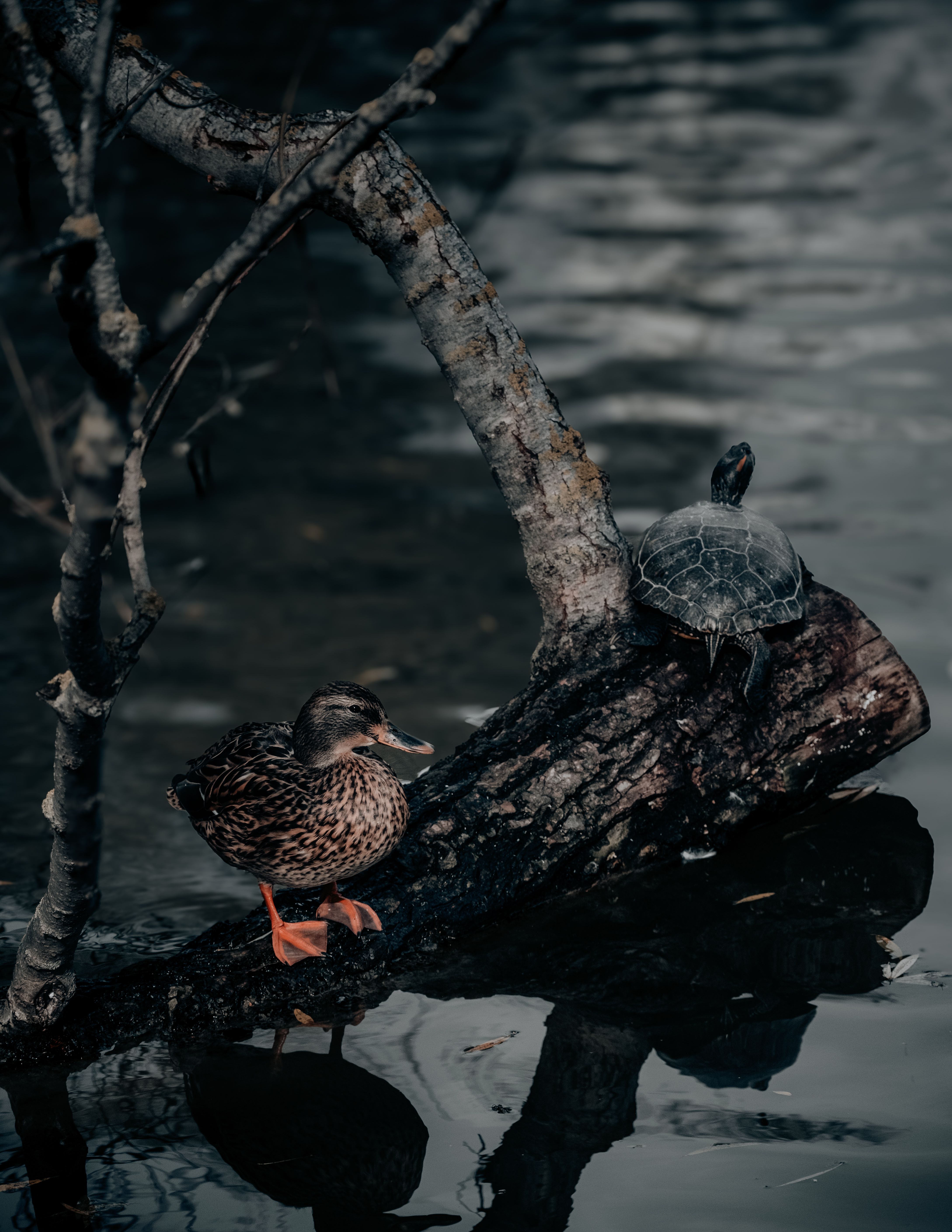 Duck and Turtle Resting on Fallen Tree in Lake · Free Stock Photo