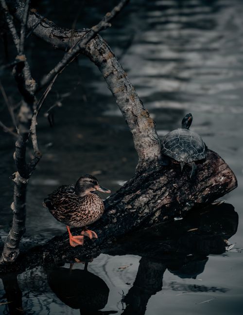 Free A duck and turtle sit calmly on a tree branch in a serene lake setting, creating a peaceful nature scene. Stock Photo