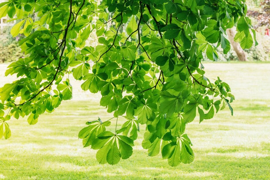 Lush green chestnut tree canopy in sunlight — chestnut tree pruning Surrey BC