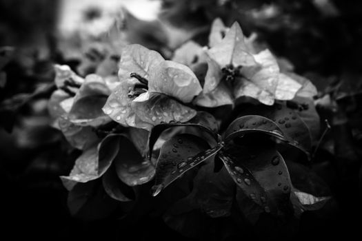 花园里生长着黑白柔和的花瓣和叶子精致的花朵，雨滴落下