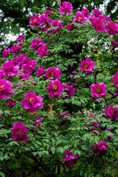 magenta peony flower bloom