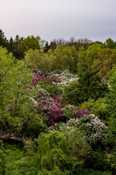 A vibrant garden with diverse flowering trees and lush greenery, captured during spring.