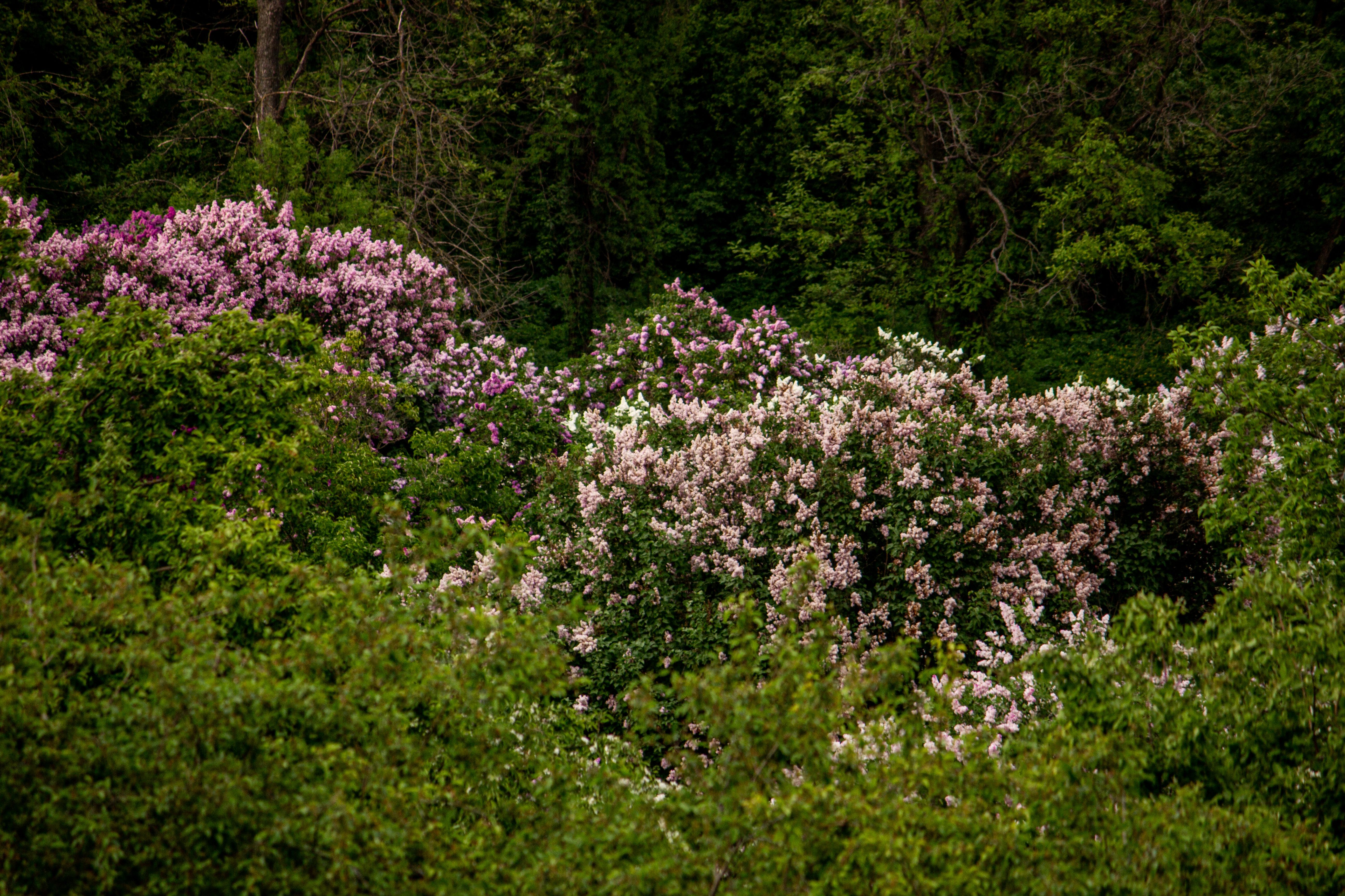 Lush Spring Blooming Bushes in Forest · Free Stock Photo