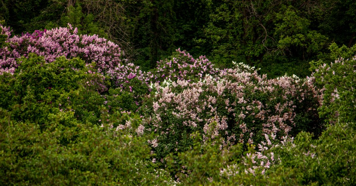 Bushes In Forest Lush Spring Blooming Bushes in Forest · Free Stock Photo