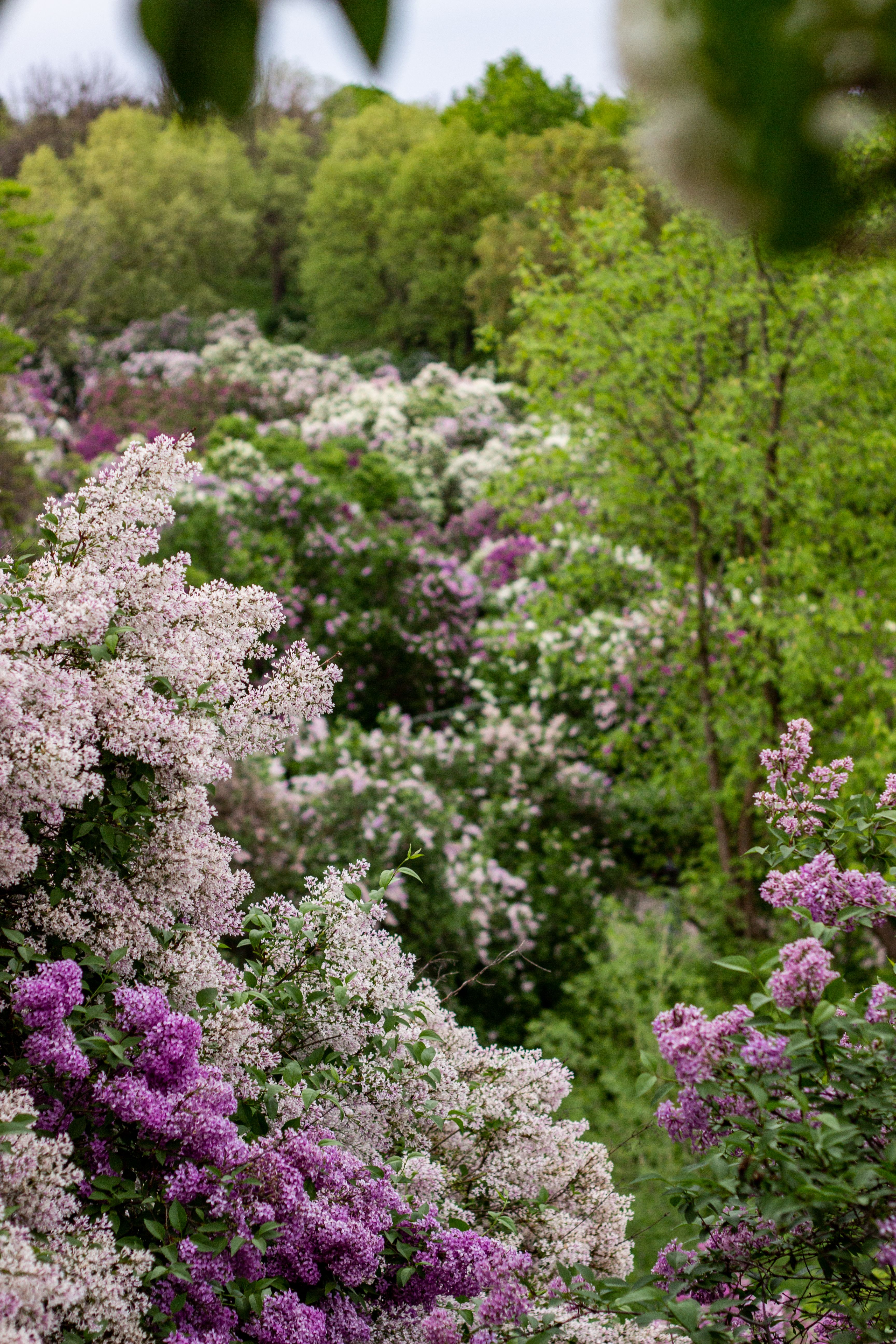 Lush Spring Bloom of Lilac Bushes in Forest · Free Stock Photo