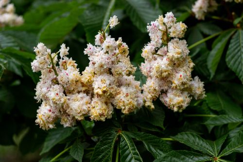 Free Vibrant horse chestnut blossoms in full bloom outdoors, showcasing nature's beauty. Stock Photo