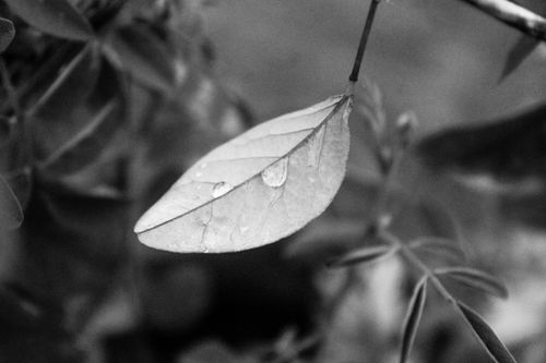 Free Close-up of a leaf with rain droplets in black and white, showcasing nature's simplicity. Stock Photo
