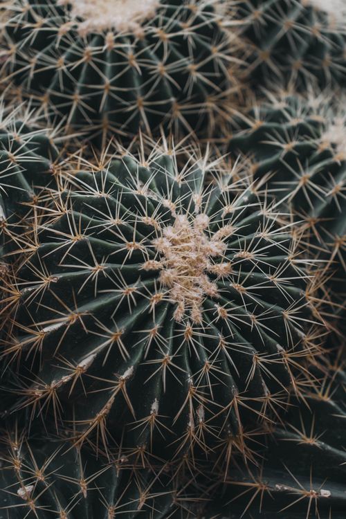 Free Detailed close-up view of barrel cacti with spines visible, highlighting natural patterns. Stock Photo