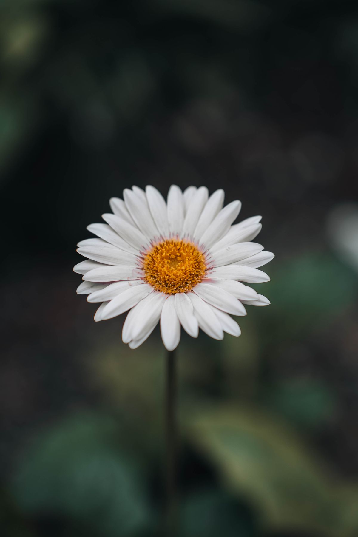 Close Up Photo of a White Flower · Free Stock Photo